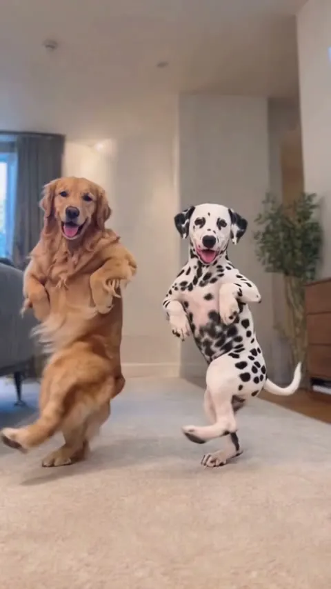Two Pets Dance: example 1